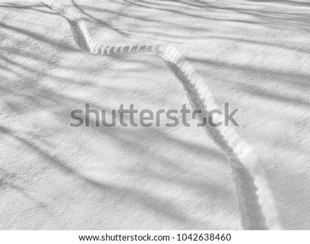 Track in snow from grouse, shadow stripes. Black and white