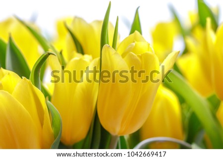 Tulip. yellow Spring flowers background bunch of colorful flowers