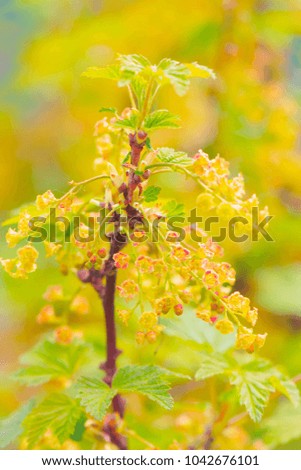 Flowers currant in the early spring. Selective focus