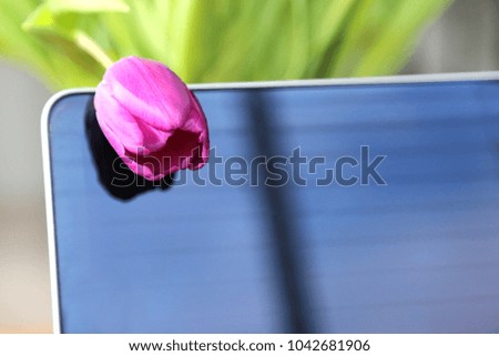 The bud of the pink tulip hangs over the laptop screen.