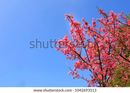 Beautiful sakura flower or cherry blossom Doi Ang Khang Chiang Mai Thailand