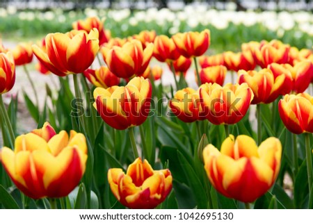 tulip closeup image