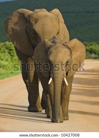 The picture shows the different sizes of Elephants