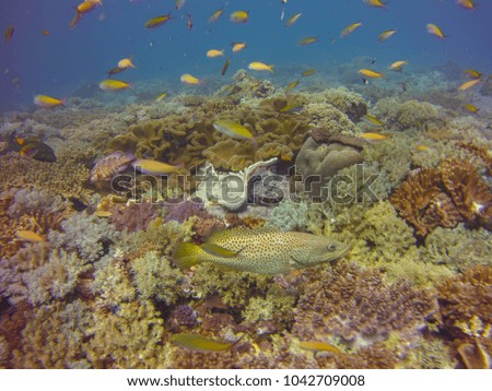 Slender grouper in the coral garden