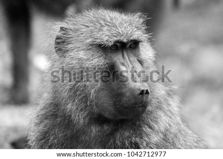 Wild baboons in Uganda Africa