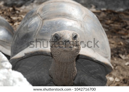 Big Turtle looks into the eyes, Seychelles, La Digue