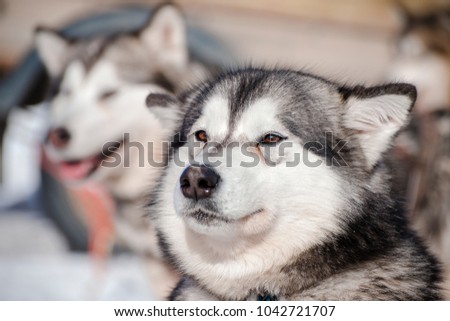 A dog from a sled harness with a shallow depth of field