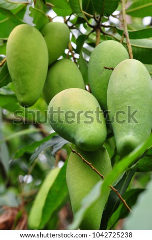 Fresh green mango from mango tree is grown on a non-toxic basis and plant in tropical of Thailand. Background is bokeh and green leaves. Picture is selective focus style.