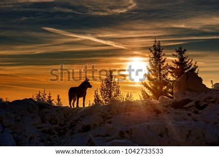 Wolf hunting in mountain, winter