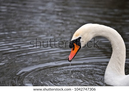 portrait of a mute swan with water drops on it's feathers, nymphenburg castle, Munich, Germany