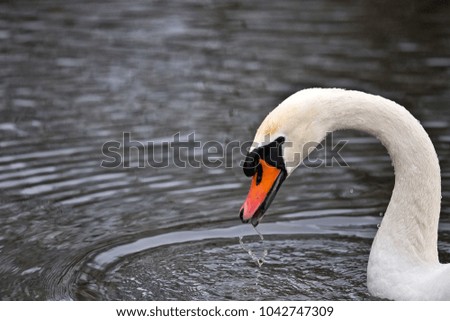 portrait of a mute swan with water drops on it's feathers, nymphenburg castle, Munich, Germany
