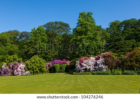 Rhododendron Azalea Bushes and Trees in Beautiful Summer Garden in the Sunshine Royalty-Free Stock Photo #104276246