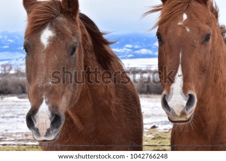 Montana Country Horses