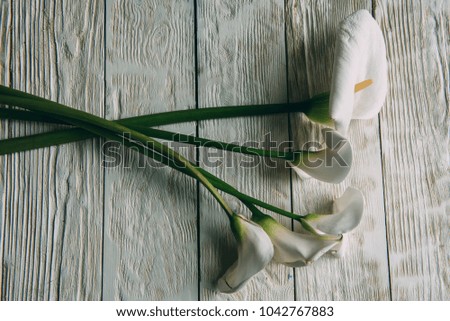 Mockup. White calla Flowers on a white wooden background. Flat lay, spring and summer background with copy space.