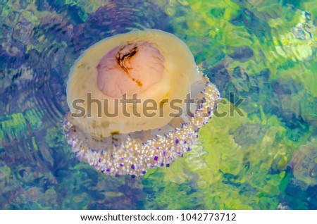 School of jellyfish photo retouch illustration