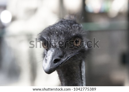 Ostrich head close up portrait animals