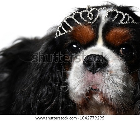 Sweet dog with crown 