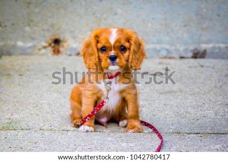 Portrait of a King Charles Cavalier puppy.  This is a very loving and wonderful family pet. They love to play and cuddle and make you very happy.