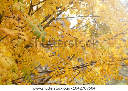 colorful autumn tree with yellow leaves
