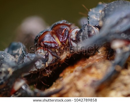 close up face of Giant Forest Scorpion (Heterometrus) with blurry nature background