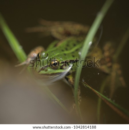 summer nature detail - close up of a green black spotted frog in a water pond with brown rock and green water  plants in Poland, Europe on a sunny summer day outdoors