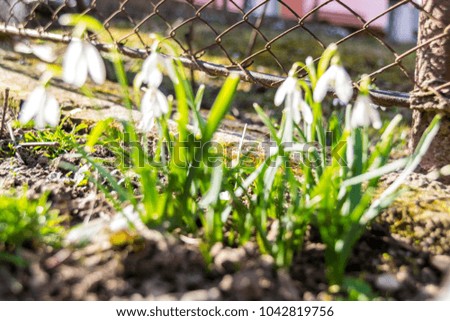 
white snowdrop in the spring sun