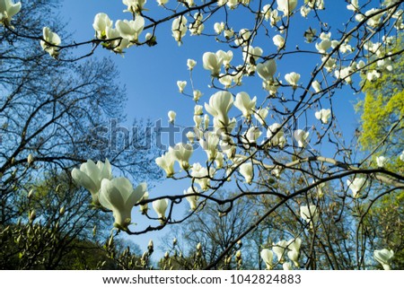 Magnolia blossom in the sunny garden on blue background