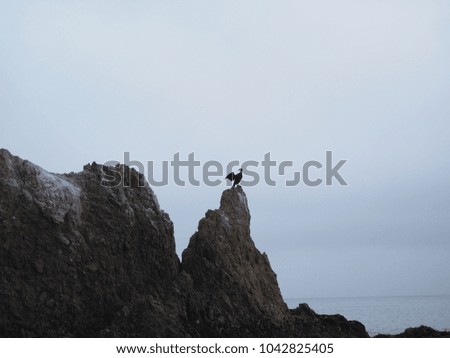 MALIBU, CALIFORNIA - JAN 05: Lagoon bird stand on the rock at Malibu