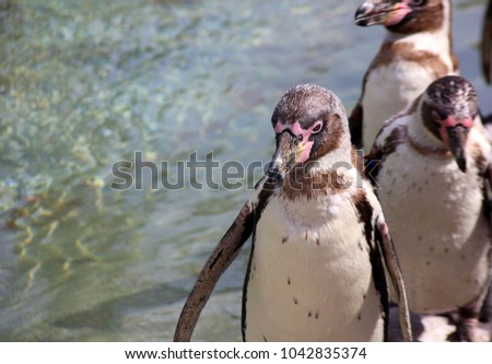 penguins at the zoo