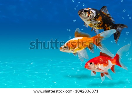 Underwater scene with two colorful fishes and bubbles, collage with aquarium goldfish on turquose background with copyspace, fish tank with decorative carassius gibelio forma auratus