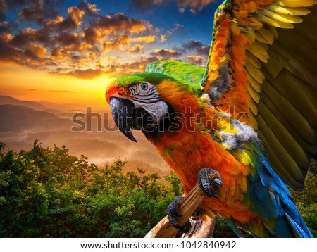Macaw sitting on a branch . Beautiful colorful parrot in nature habitat with sunset background Royalty-Free Stock Photo #1042840942