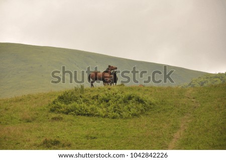 two faled in love horses  in the Carpathian Mountain, Ukraine