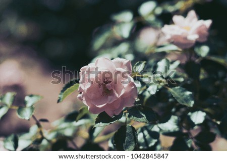 pink rose wild on the rosebush, soft style with copy space