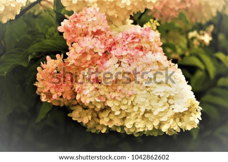 Vintage stylized postcard, picture, photo, background, background for the site, old image, beautiful hydrangea flowers
