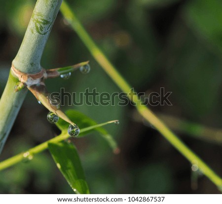 Background image of dew drops attached to the bamboo branch after rain.