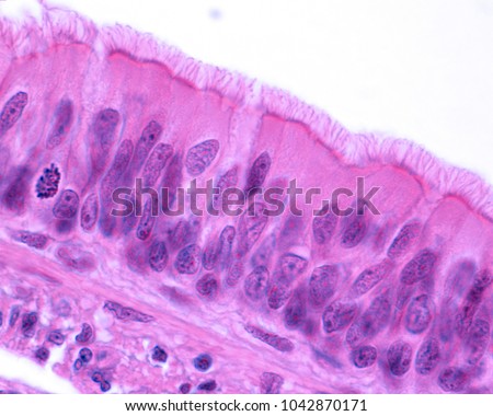 Ciliated pseudostratified columnar epithelium of the trachea (respiratory epithelium). Light microscope micrograph. H&E stain Royalty-Free Stock Photo #1042870171