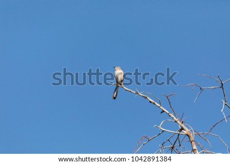 Northern Mockingbird Mimus polyglottos perches on a tree in a garden in Naples, Florida