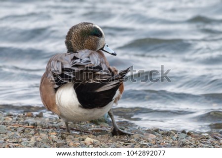 An American Wigeon walks along the edge of a pond.  The wigeon has its tail to the photographer and its head is tilted.The water in the background has small waves with a pale blue reflective color.   