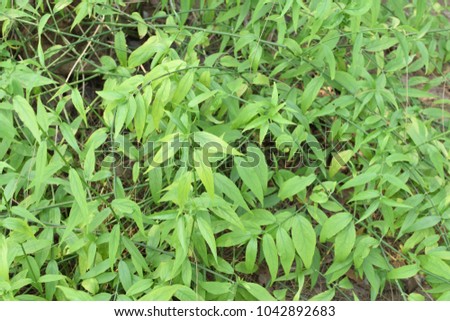 Phaya Pong Thong (  Climacanthus mutans (Burm.f) Lindau. )  in the garden.

