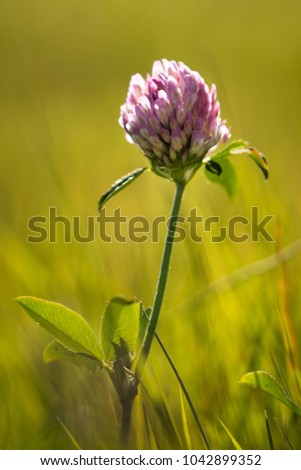 Closeup of single red clover flower with shallowe depth of field