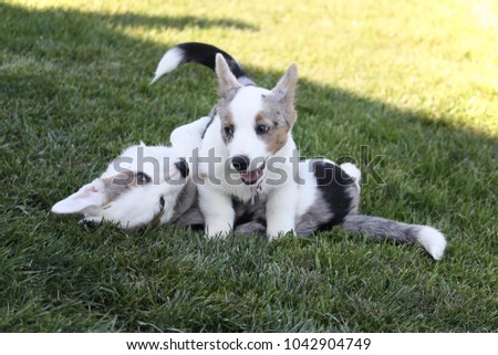 corgi puppy  siblings playing and wrestling in the yard
