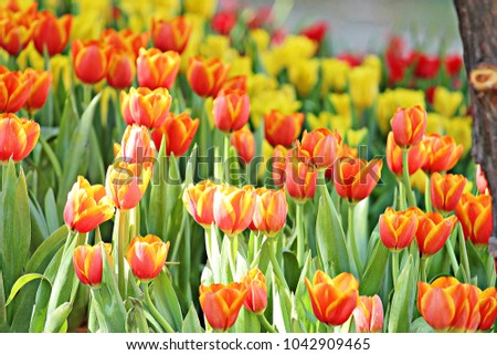 Colorful of tulips in the garden, Orange tulips, yellow tulips
