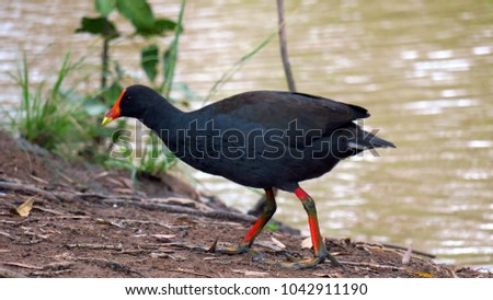 australian Porphyrio is the swamphen or swamp hen