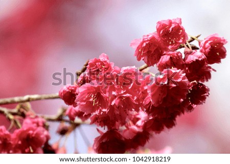 The closeup photo of the foliage of pink cherry blossom. The abstract concept of springtime.
