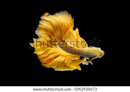 Siamese Fighting fish on isolated  black background and Close up Fine art of Golden Betta  Splendens