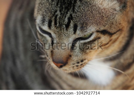 Blurred.Thai Cat with a tiger pattern. Beautifully groomed thoroughbred a well-fed cat closed his eyes with pleasure. Closeup photo of a domestic tabby cat with half-closed eyes.