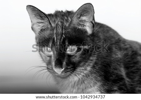 Thai cat with gradient adjusment