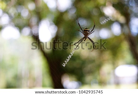 spider in the jungle