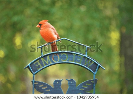 A single male cardinal perching on the bird feeder stand enjoy watching and relaxing in the garden, Autumn in GA USA.