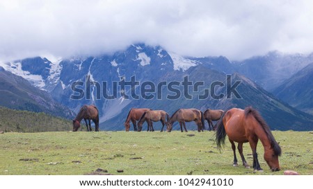 The herd of horses at the highland field with snow mountains as background.